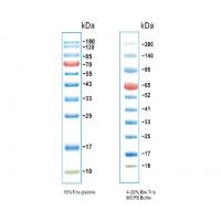 彩色预染蛋白Marker（10-180kDa）