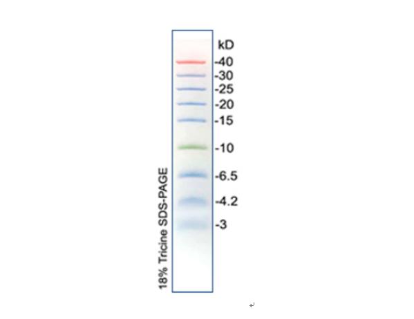 低分子量预染蛋白Marker（3-40kDa）