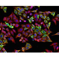 MDCKNBL-2 狗肾细胞