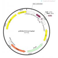 pYES2/CT/α-factor