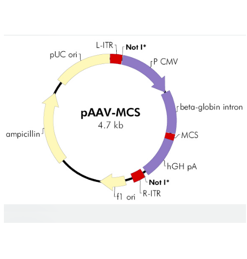 pAAV-MCS