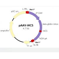 pAAV-MCS