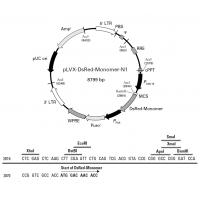 pLVX-DsRed-Monomer-N1