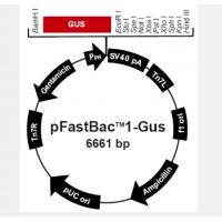 pFastBac1-Gus