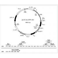 pLVX-AcGFP1-N1