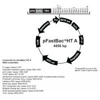 pFastBacHT A