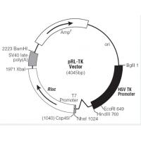 pRL-TK