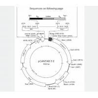 pCANTAB 5E