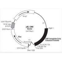pRL-CMV