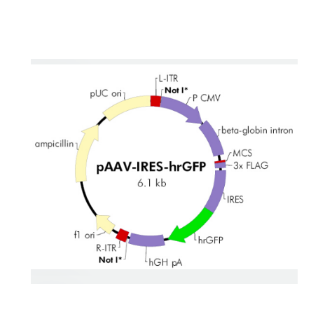 pAAV-IRES-hrGFP