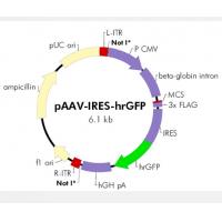 pAAV-IRES-hrGFP