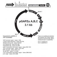 pGAPZα A