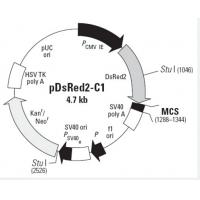 pDsRed2-C1