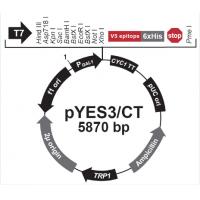 pYES3/CT