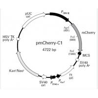 pmCherry-C1