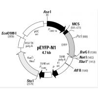 pEYFP-N1