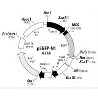 pEGFP-N1