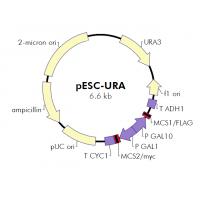 pESC-URA