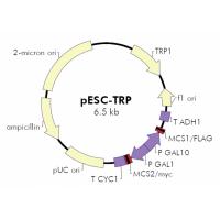 pESC-TRP