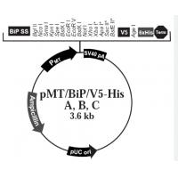 pMT-Bip-V5-HisA