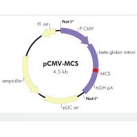 pCMV-MCS