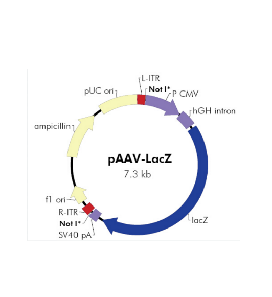 pAAV-LacZ