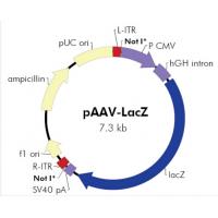 pAAV-LacZ