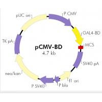 pCMV-BD