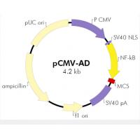 pCMV-AD