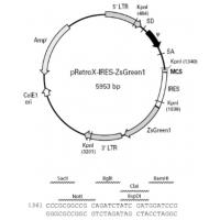 pRetroX-IRES-ZsGreen1