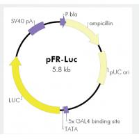 pFR-luc