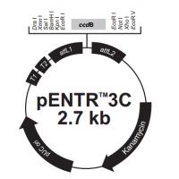 pENTR3C