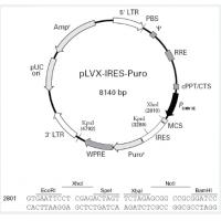 pLVX-IRES-puro