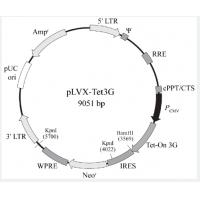 pLVX-Tet 3G