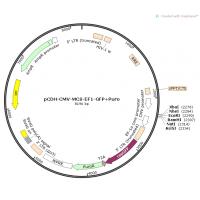 pCDH-CMV-MCS-EF1-GFP+Puro