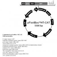 pFastBacHT-CAT