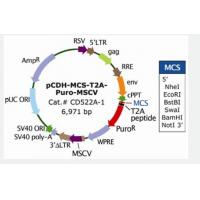 pCDH-MCS-T2A-Puro-MSCV