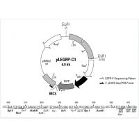 pLEGFP-C1