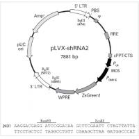 pLVX-shRNA2