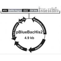 pBlueBacHis2 B