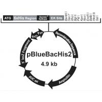 pBlueBacHis2 C