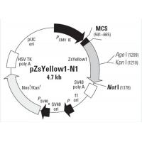 pZsYellow1-N1