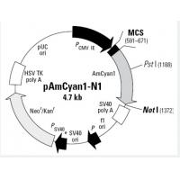 pAmCyan1-N1