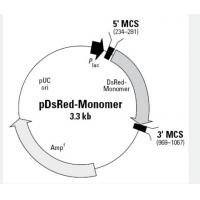 pDsRed-Monomer