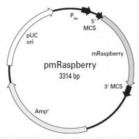 pmRaspberry