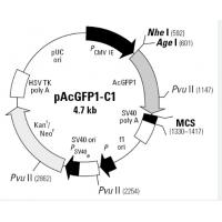 pAcGFP1-C1