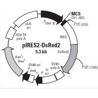 pIRES2-DsRed2