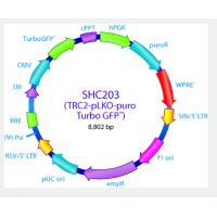 pLKO-puro Turbo GFP