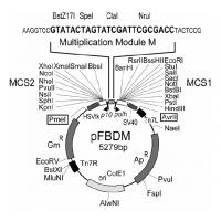 pFBDM