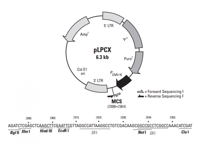 pLPCX